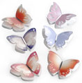 Miss Butterfly